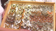 коллекция бабочек.продам